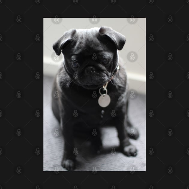 a little black pug by silentrob668