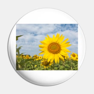 Sunflowers in a field Pin