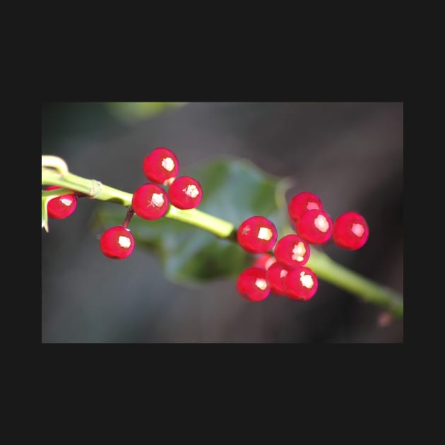 holly berry macro by DlmtleArt