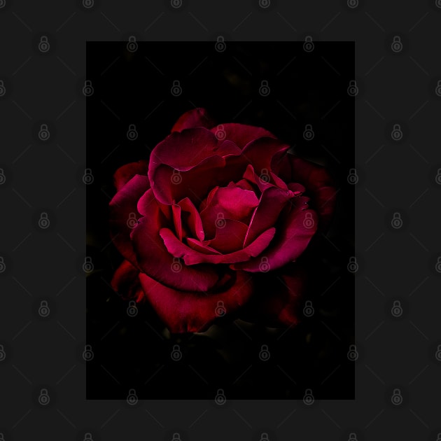 Red Rose by RobertsArt