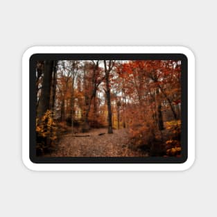 Autumn Woods Magnet