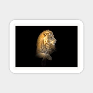 Lion Animal Wildlife Jungle Nature Safari Adventure Discovery Africa Digital Painting Magnet