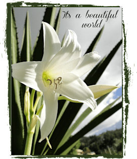 beautiful world with white amaryllis into vintage frame Magnet