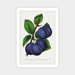 Niagara Plum Lithograph (1900) Magnet