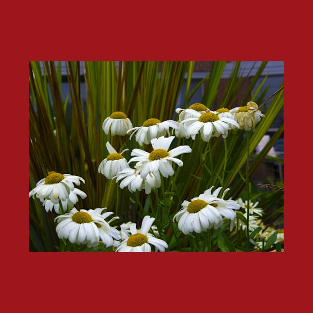 Daisies in The Garden by KarenZukArt