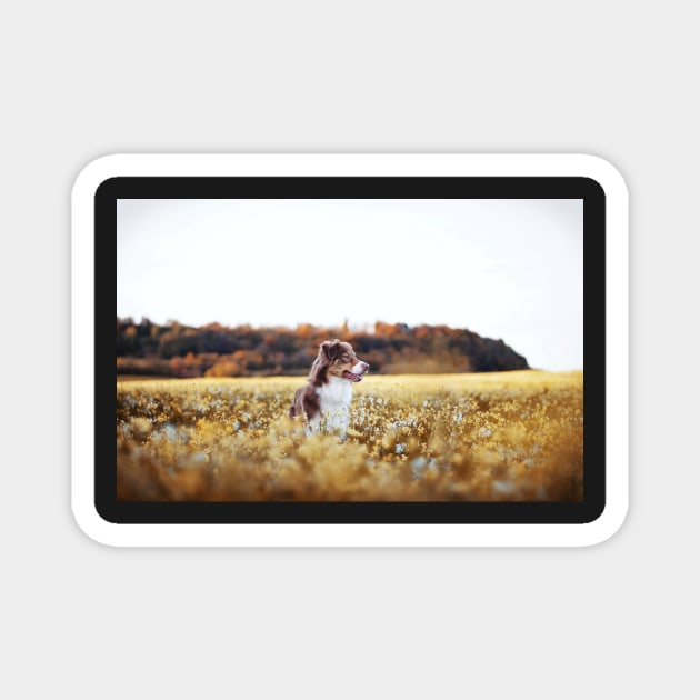 Dog in flower field Magnet by Matlasaya