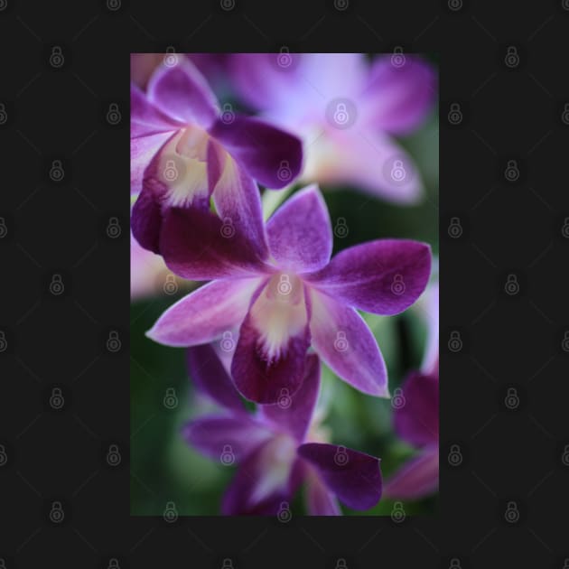 purple orchid by OVP Art&Design