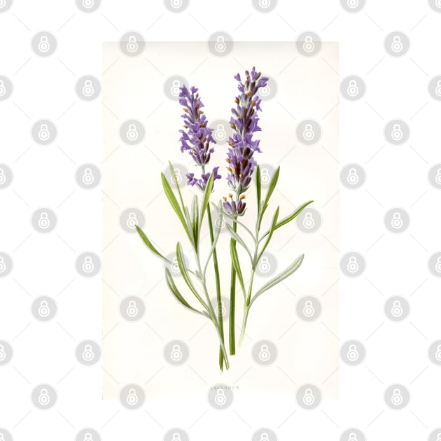 Vintage Lavender Botanical Print by OddPop