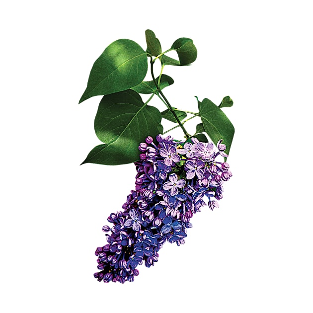 Lilacs - Graceful Purple Lilacs by SusanSavad