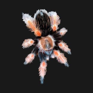 Brachypelma Tarantula Spider Sticker Magnet T-Shirt