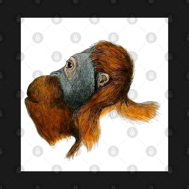 Orangutan by ArtShare