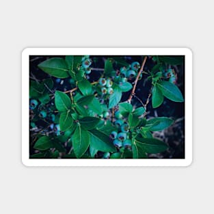 Blueberry Bush Magnet