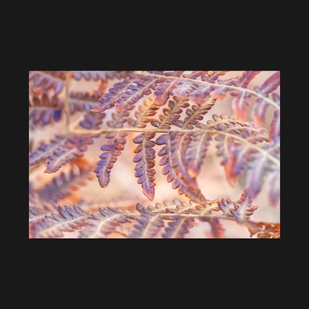 Fern by jvnimages