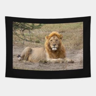 African Lion: Adult Male, Tanzania Tapestry