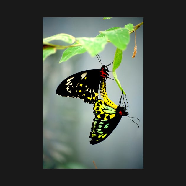 Mating Cairns Birdwings by GP1746