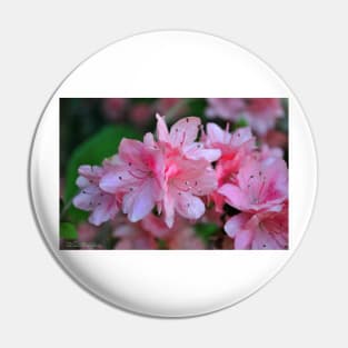 Spring is Here Pin