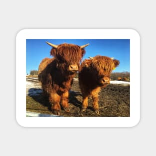 Scottish Highland Cattle Calves 1976 Magnet