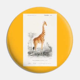 Giraffe (Giraffa camelopardalis) Pin