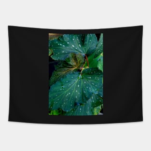 ornamental plants Tapestry