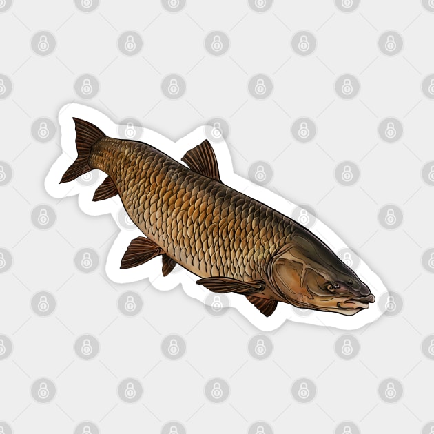 Chinese carp Magnet by Sandarmi