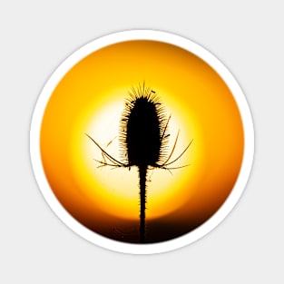 Sun burst teasel Magnet