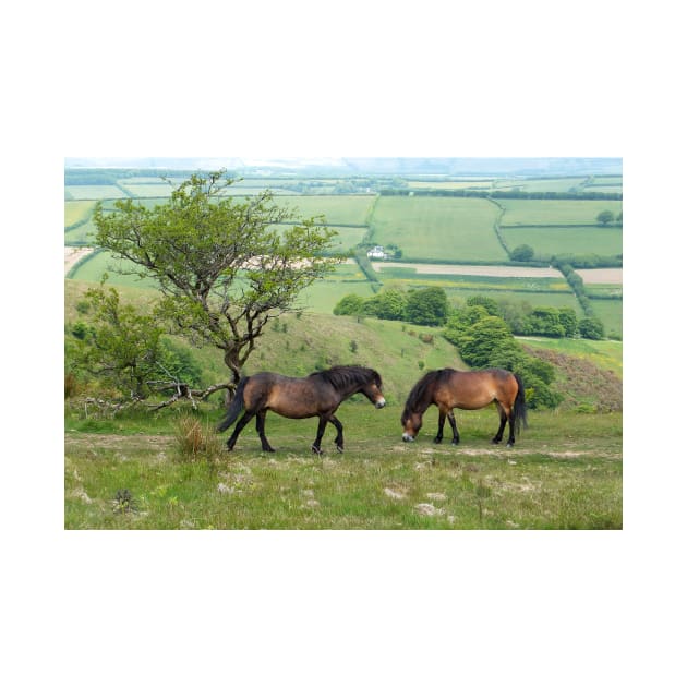 Exmoor Ponies by pinkal