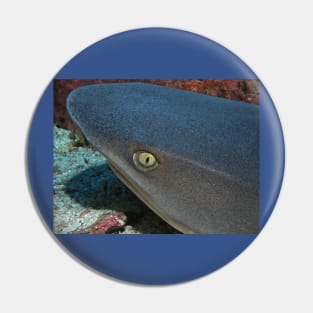 The Eye of a White Tip Reef Shark Pin