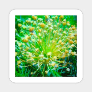 Fennel Flower Burst Magnet