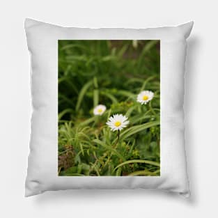 Oxeye Daisy - Moon Daisy flowers Pillow