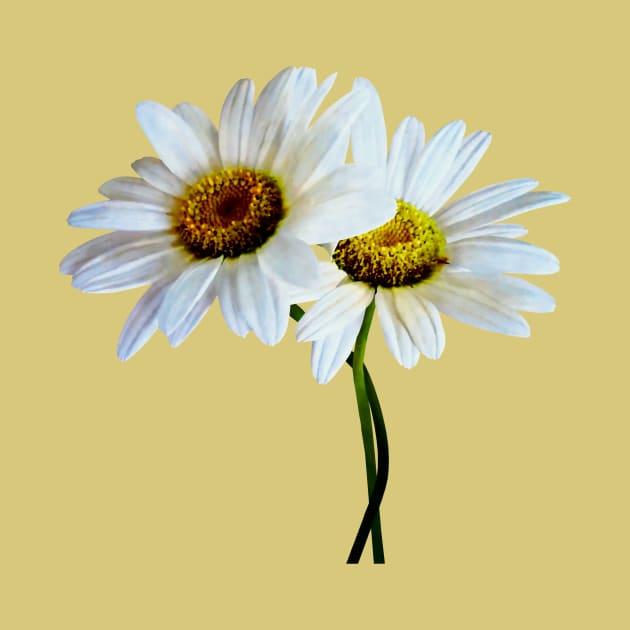 Daisies In Love by SusanSavad