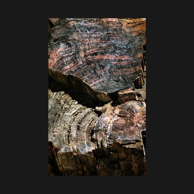 Petrified Forest Abstract by Carole-Anne