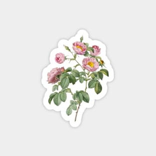 Vintage Tomentose Rose Botanical Illustration Magnet