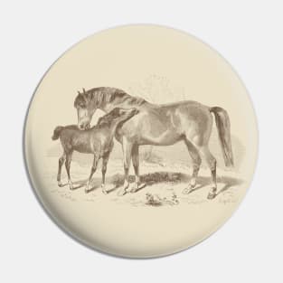 A Foal with Mare - Horses Vintage Illustration Pin