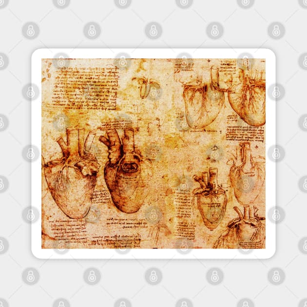 Heart And Its Blood Vessels, Leonardo Da Vinci Anatomy Drawings  Monochrome Brown Parchment Magnet by BulganLumini