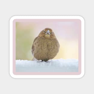 Brown-Headed Cowbird No.1 Magnet