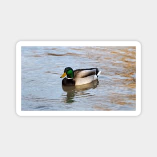 Another Male Mallard Duck Swimming Magnet