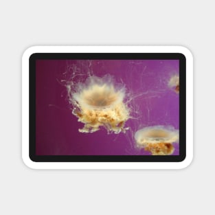 Vibrant Jellyfish in an Aquarium Magnet