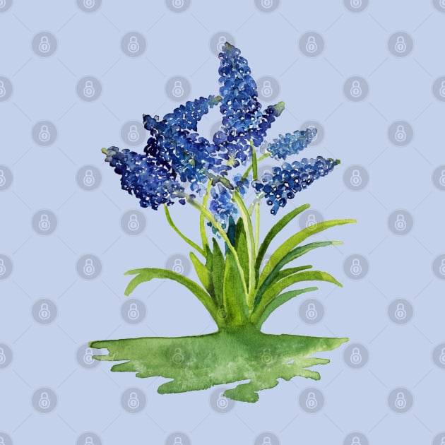 Grape Hyacinths by Kirsty Topps