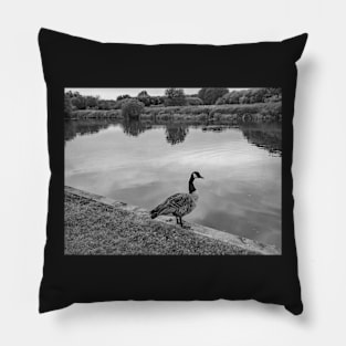 Canadian goose by the River Bure in Coltishall Pillow