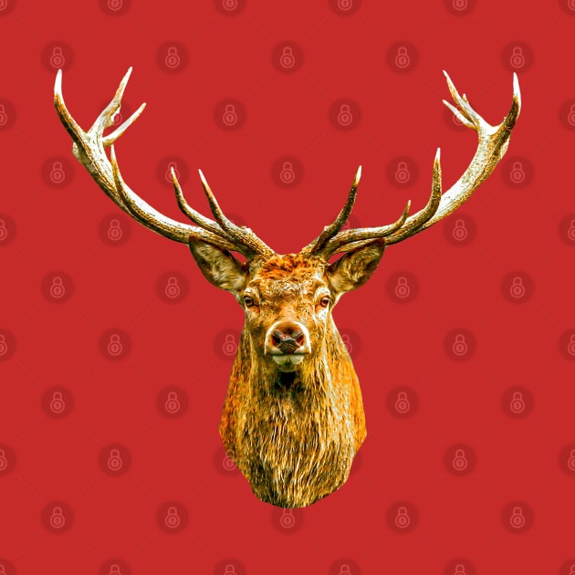 Red Deer Stag by dalyndigaital2@gmail.com