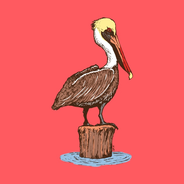 Brown Pelican by OBSUART