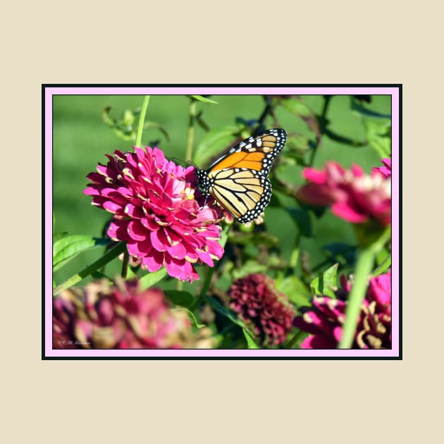 Monarch Butterfly on Zinnia by csturman