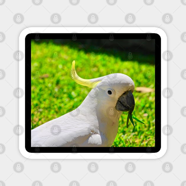 Cockatoo Looking Right at You! Magnet by Mickangelhere1