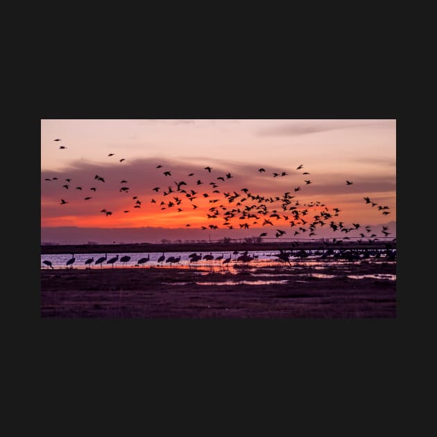 Sunrise at San Luis Valley and thousands of Cranes by algill