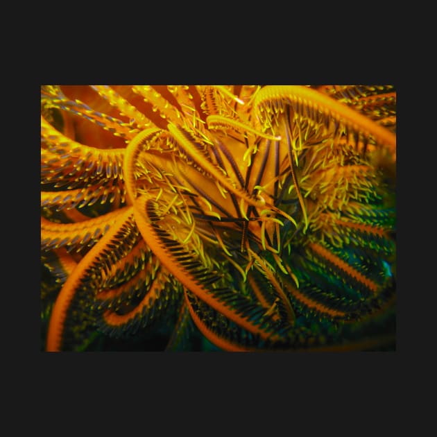 Feather Star by jhuxster