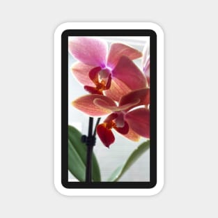 Orchids Magnet