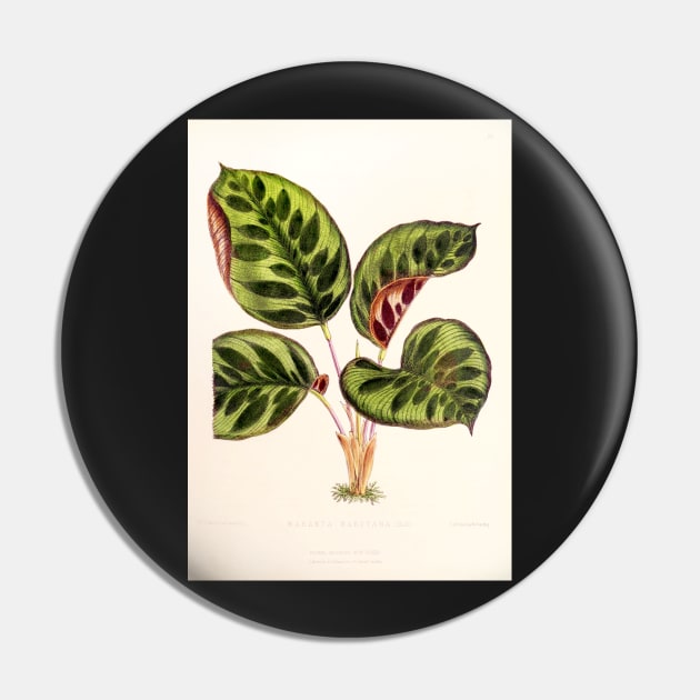 Calathea makoyana - Botanical illustration Pin by chimakingthings