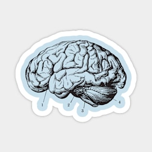 Brain Anatomy Magnet