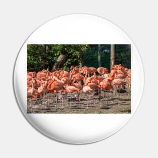 Flock of Flamingos Pin