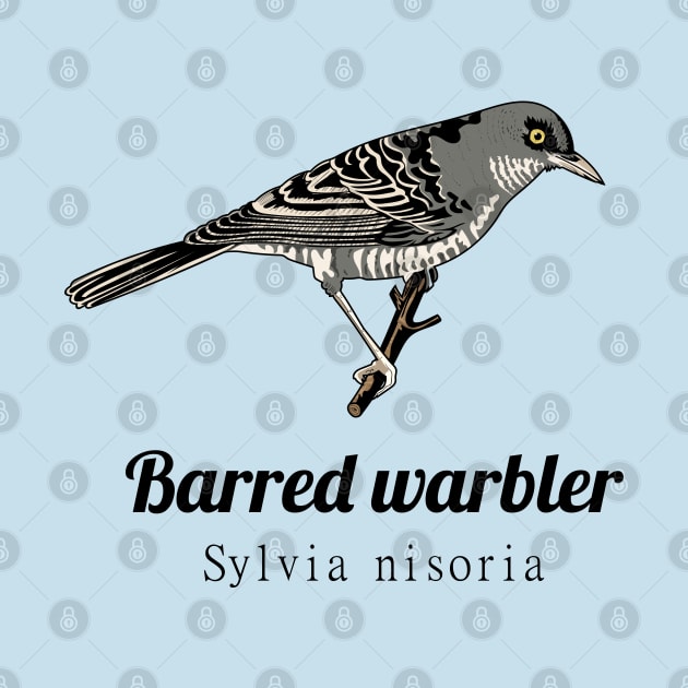 Barred Warbler by Frajtgorski